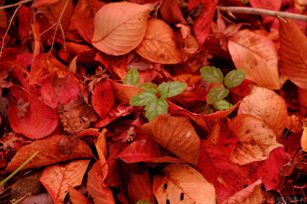 明日香村　大字平田　中尾山古墳