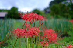 明日香村　大字稲渕