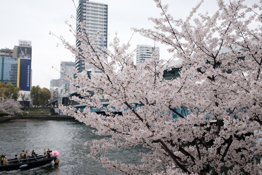 大阪市都島区　毛馬桜之宮公園の桜