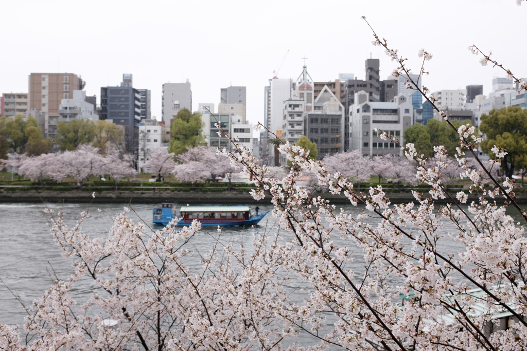 大阪市都島区　毛馬桜之宮公園の桜
