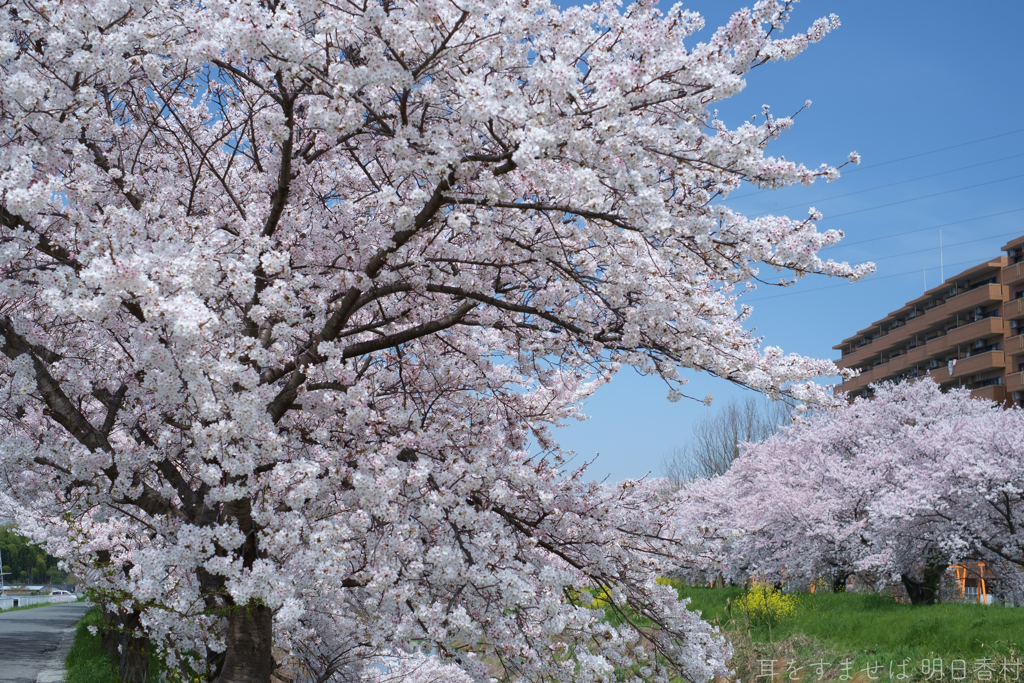 橿原市　飛鳥川沿いの桜