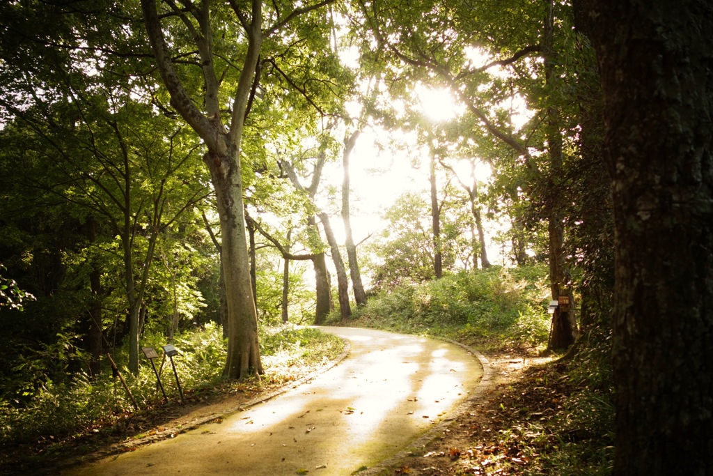 明日香村 大字豊浦（ 甘樫丘 ）