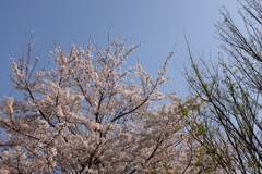 明日香村 大字稲渕 明日香村 大字稲渕