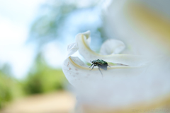 明日香村 大字平田( 国営飛鳥歴史公園 高松塚周辺地区 ) 明日香村 大字平田( 国営飛鳥歴史公園 高松塚周辺地区 )