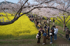 奈良県橿原市　藤原宮跡