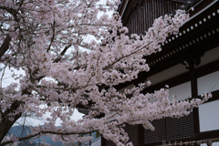 明日香村　大字橘　橘寺