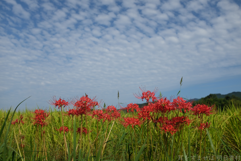 明日香村　大字岡