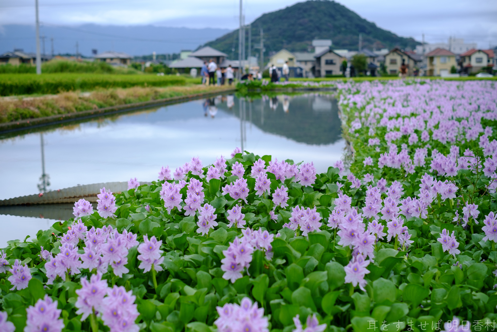 橿原市　城殿町（ 本薬師寺跡 ）