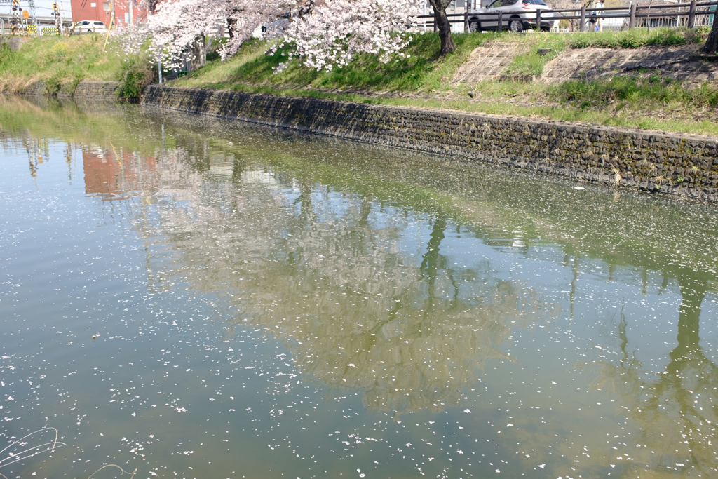 奈良県大和高田市　高田千本桜