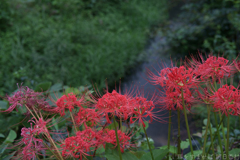 明日香村　大字稲渕