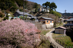 明日香村　大字稲渕