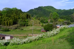 明日香村 大字大根田 明日香村 大字大根田