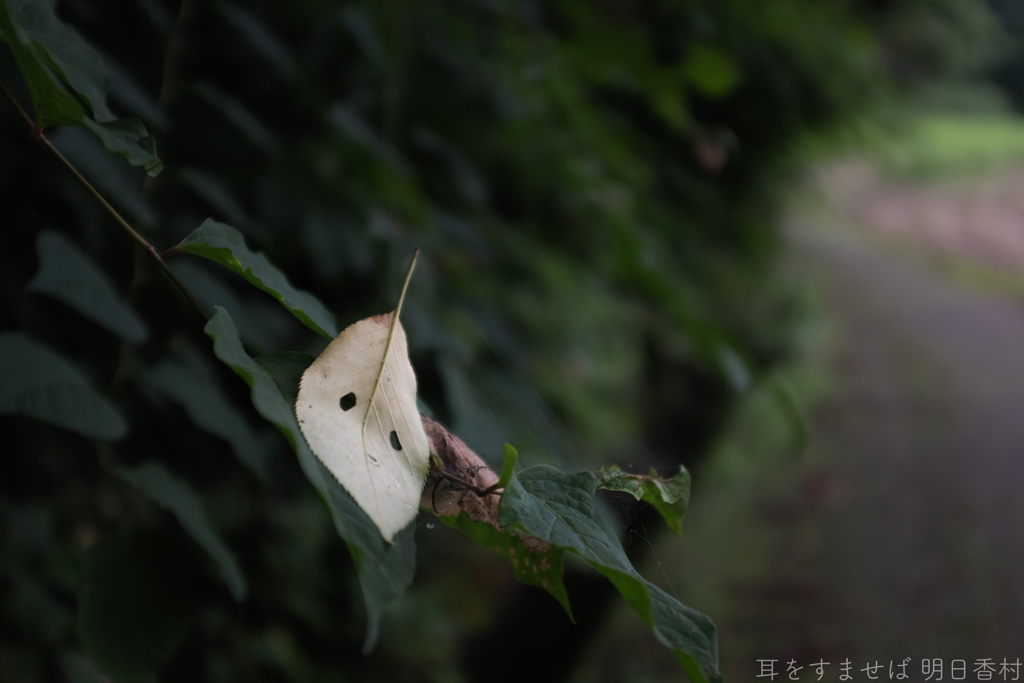 明日香村　大字祝戸