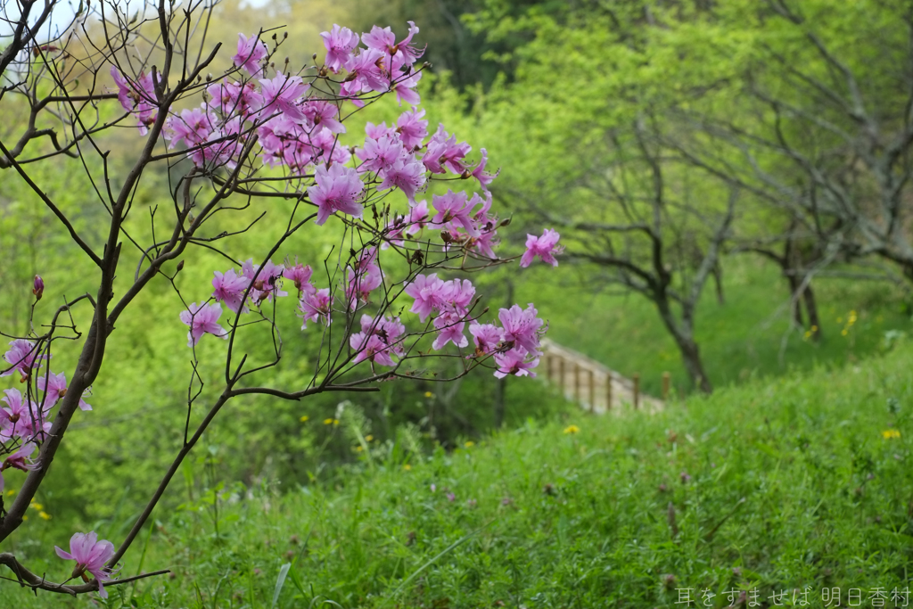 明日香村　大字豊浦（ 国営飛鳥歴史公園甘樫丘地区 ）