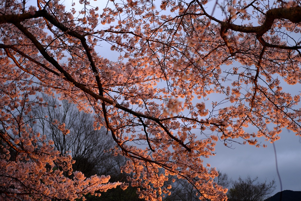 明日香村　大字島庄　石舞台古墳　夜桜ライトアップ