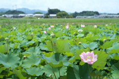 橿原市高殿町（ 藤原宮跡 ）