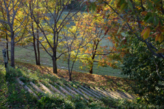明日香村　大字檜前　国営飛鳥歴史公園キトラ古墳周辺地区