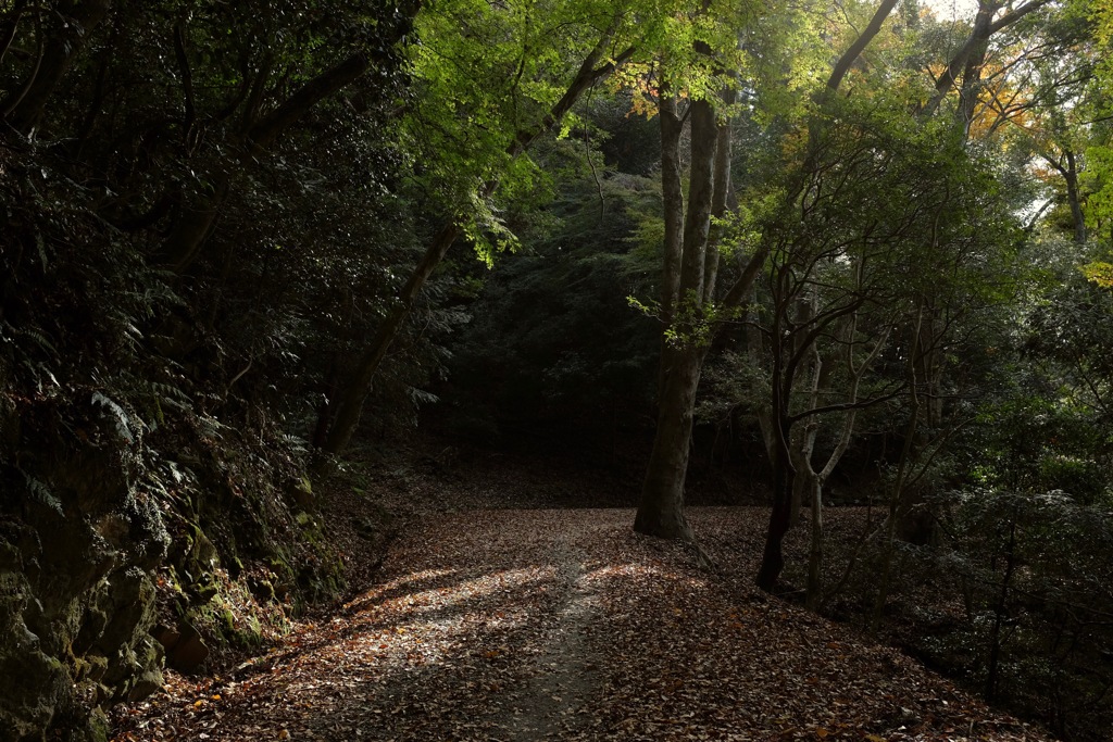 奈良　春日山原始林