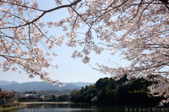 橿原市石川町（石川池）