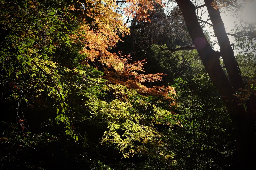 奈良　春日山原始林