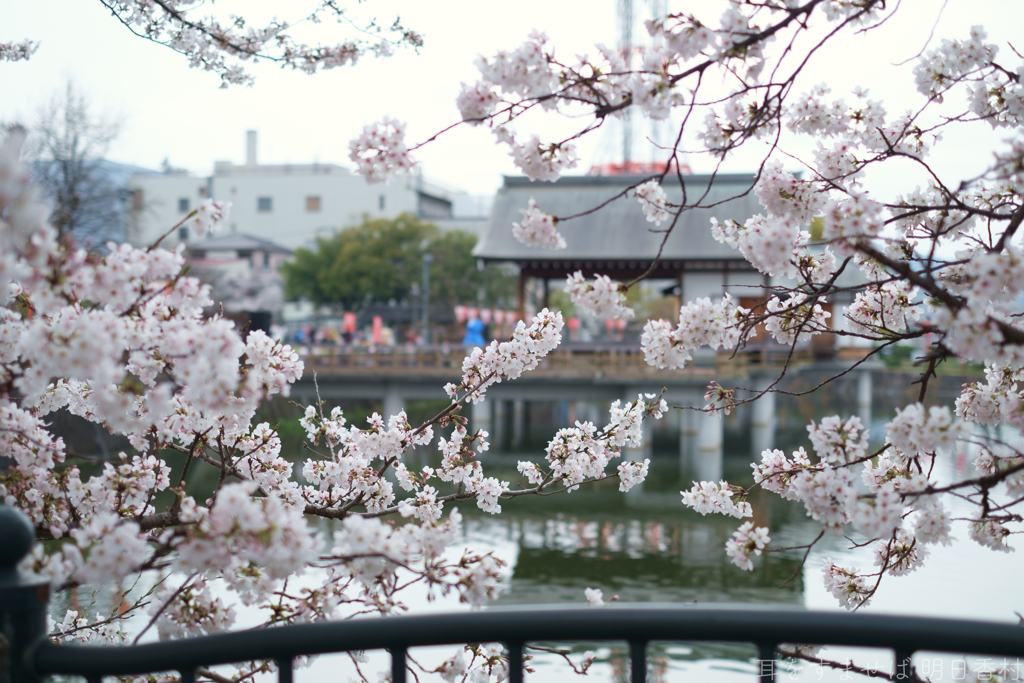 大和高田市　高田千本桜