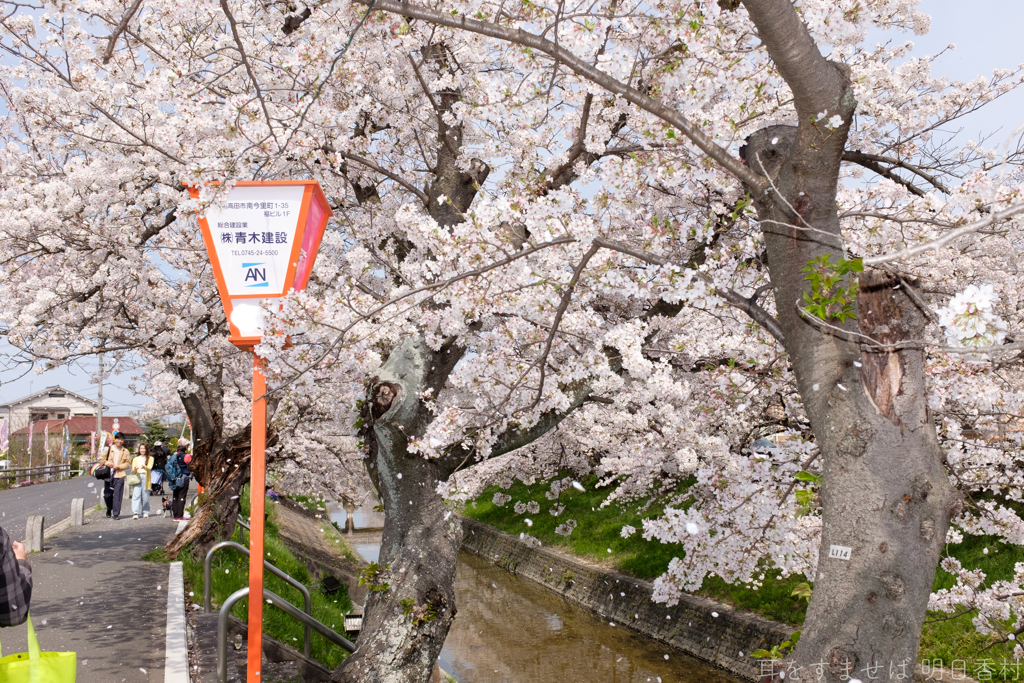 奈良県大和高田市　高田千本桜