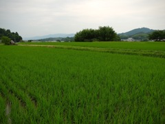 明日香村 橘 明日香村 橘