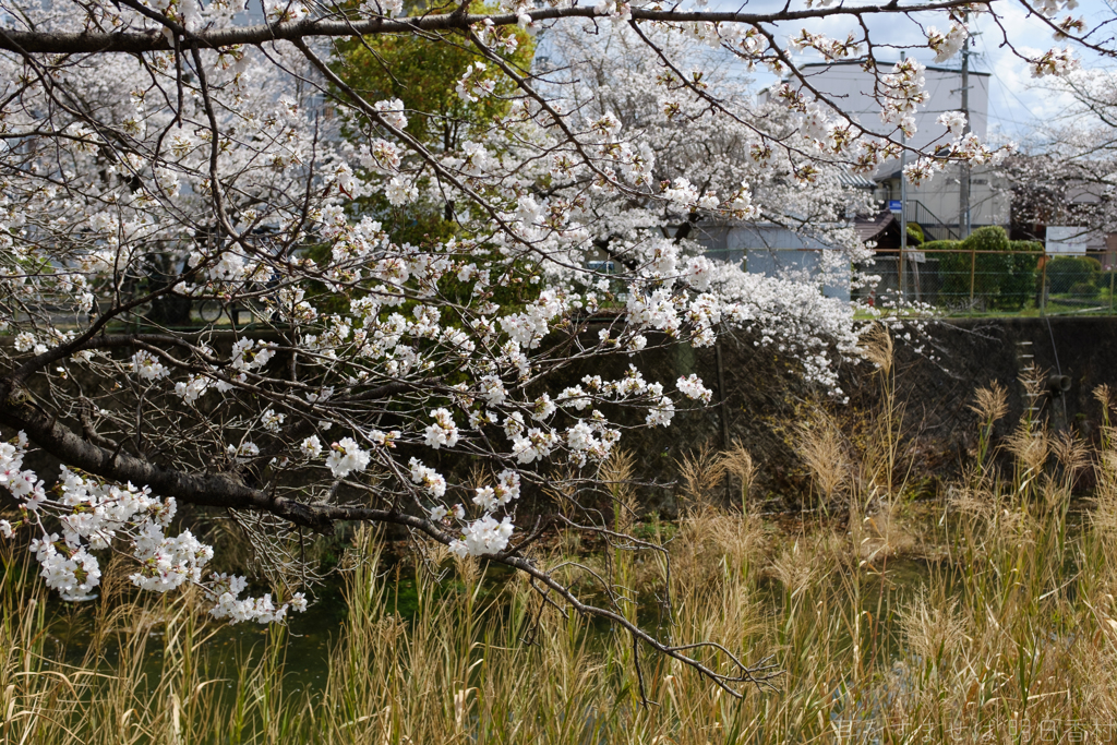 奈良県橿原市　飛鳥川沿いの桜