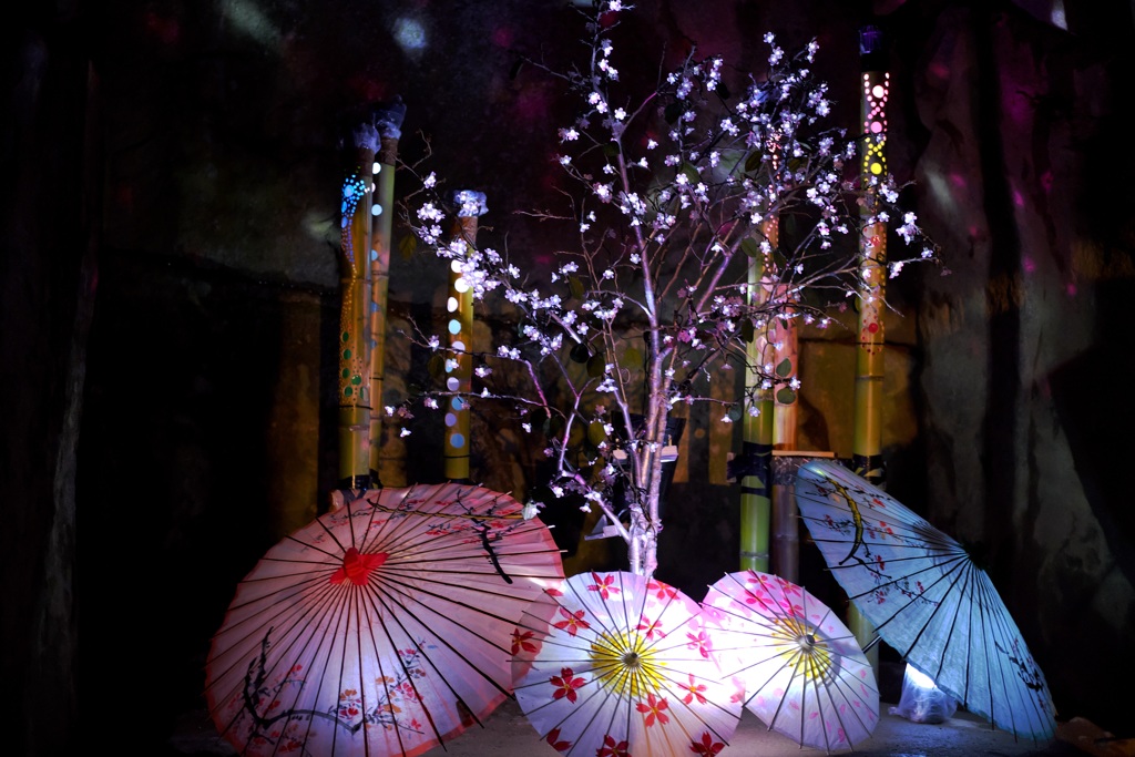 明日香村　大字島庄　石舞台古墳　夜桜ライトアップ
