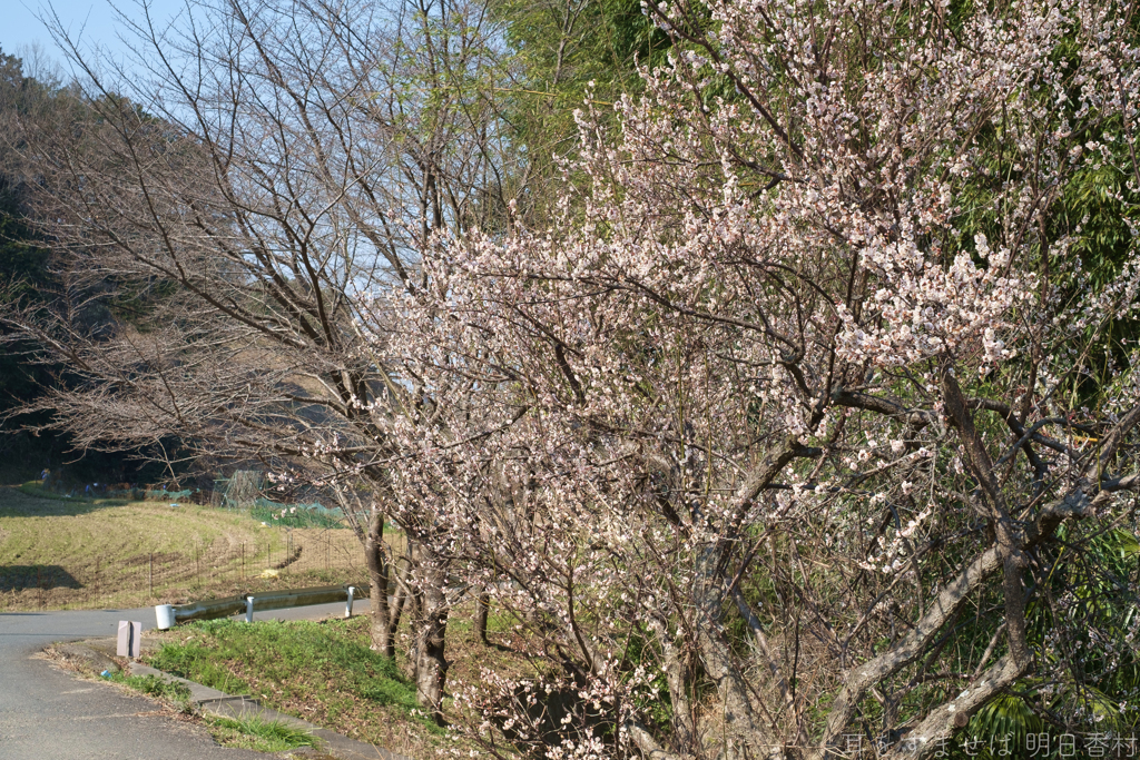 明日香村　大字大根田