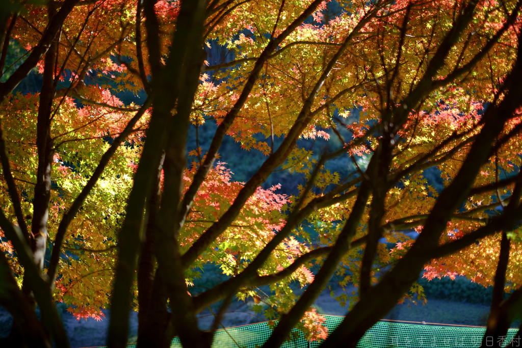 明日香村　大字稲渕