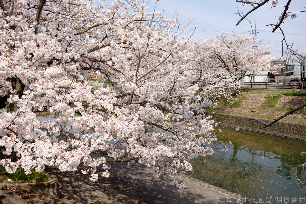 奈良県大和高田市　高田千本桜