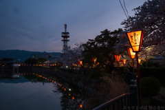 奈良県大和高田市　高田千本桜