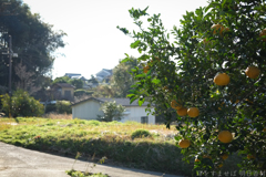 明日香村　大字川原