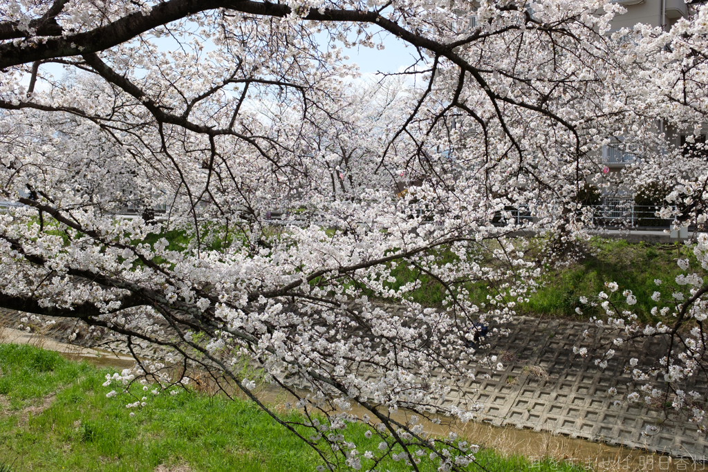 奈良県橿原市　飛鳥川沿いの桜
