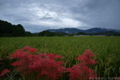 明日香村　大字橘
