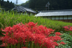 明日香村　大字橘