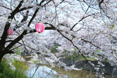 橿原市　飛鳥川沿いの桜