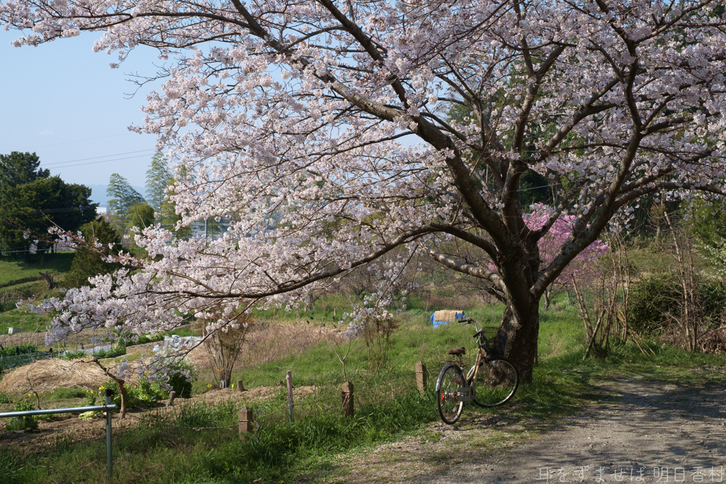 橿原市　畝火山口神社