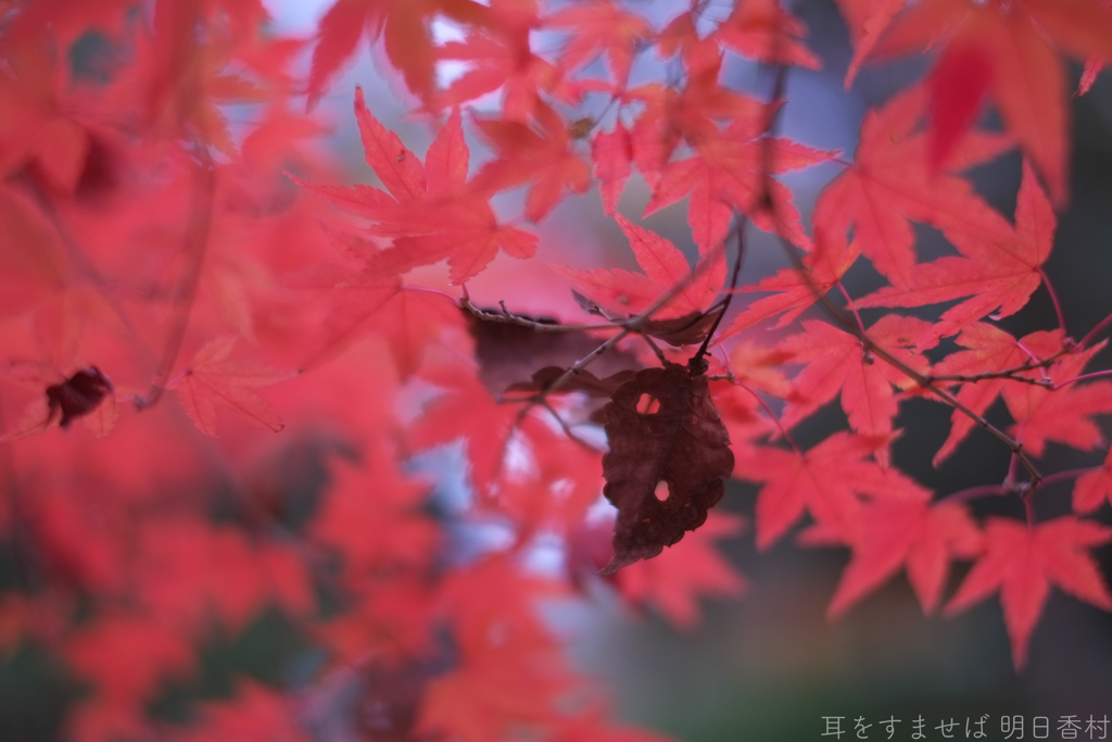 明日香村　大字豊浦（ 国営飛鳥歴史公園　甘樫丘地区 ）