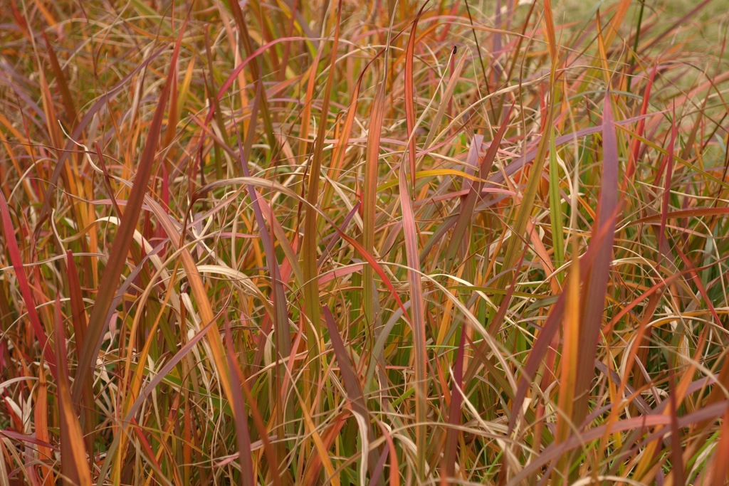 明日香村　大字大根田