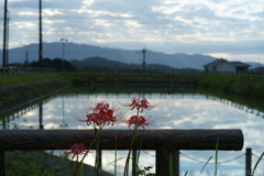 明日香村　大字橘