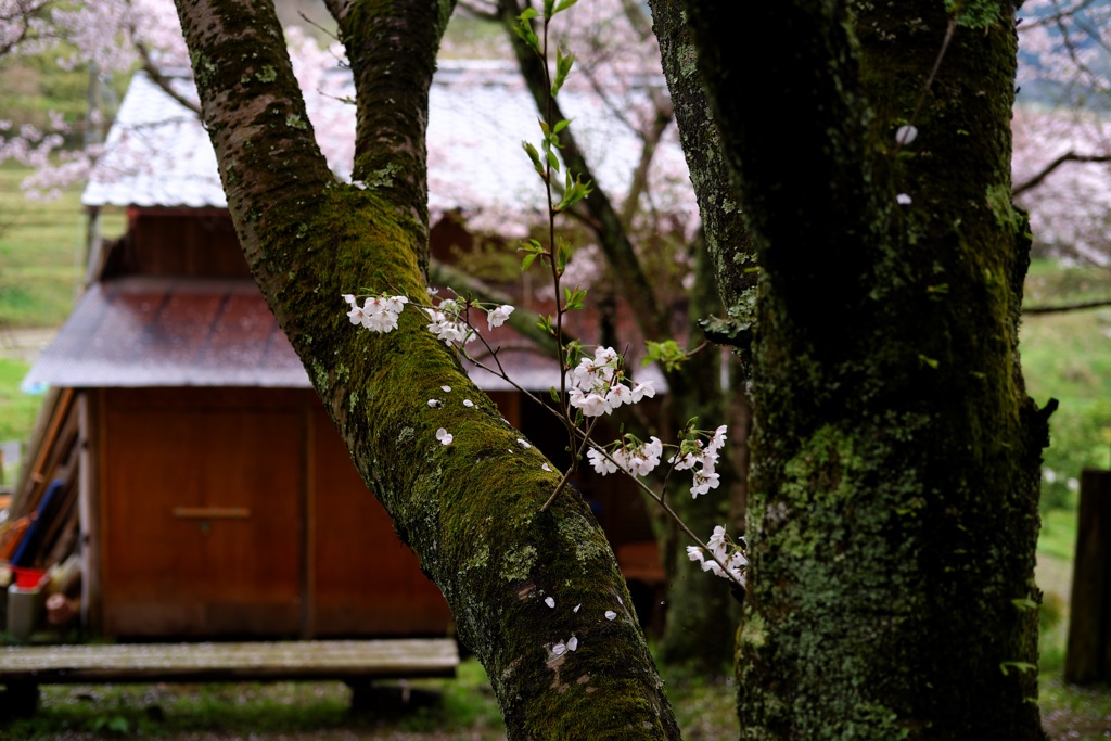 明日香村　大字島庄