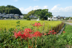 明日香村　大字橘