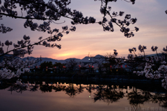 奈良県大和高田市　高田千本桜