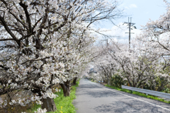 奈良県橿原市　飛鳥川沿いの桜