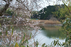 奈良県橿原市　万葉の森