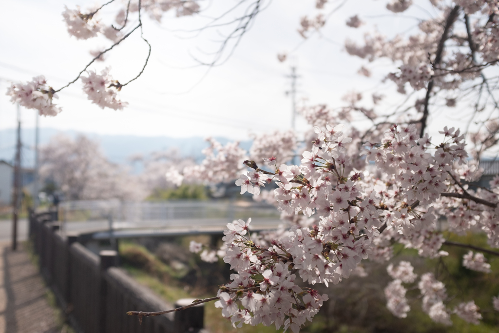 奈良県大和高田市　高田千本桜