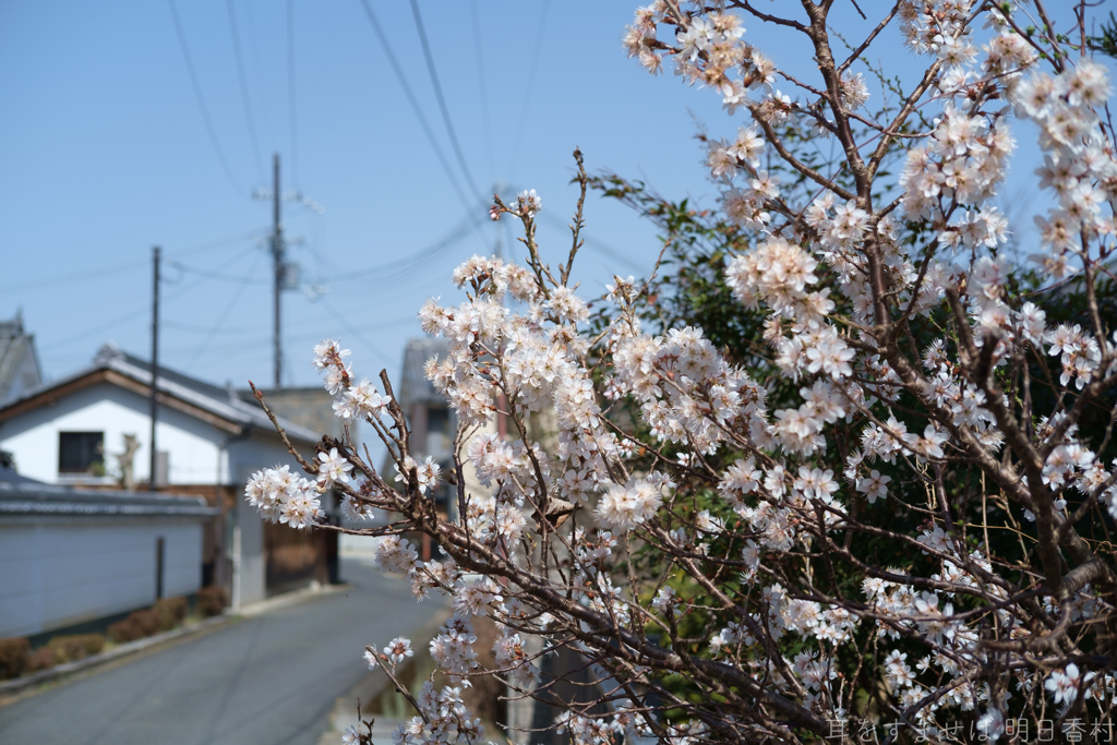 明日香村　大字豊浦