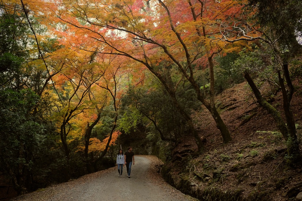 奈良　春日山原始林